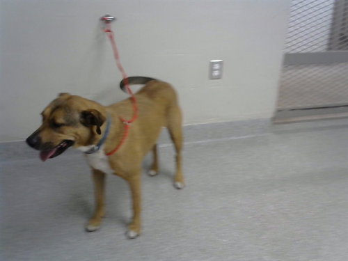 PLUTO, an adoptable Staffordshire Bull Terrier in Pasadena, TX