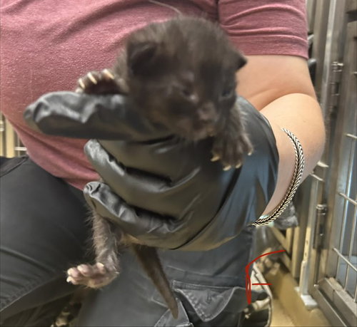 A184223, an adoptable Domestic Short Hair in Pasadena, TX