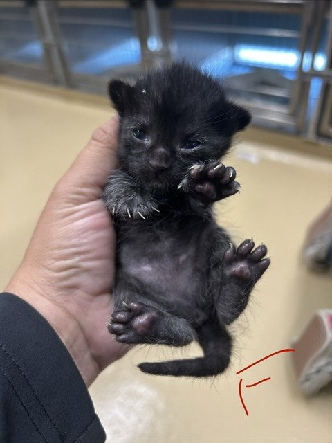 A184224, an adoptable Domestic Short Hair in Pasadena, TX