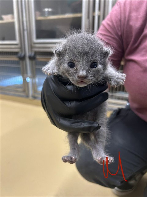 A184226, an adoptable Domestic Short Hair in Pasadena, TX