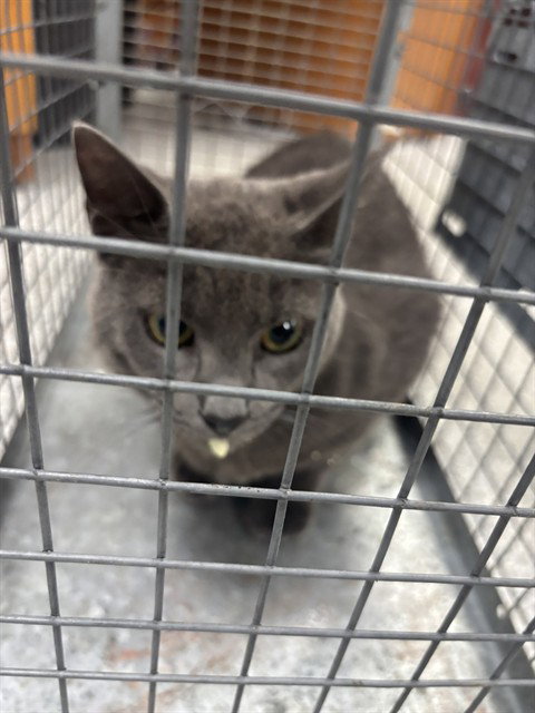 A184870, an adoptable Domestic Short Hair in Pasadena, TX
