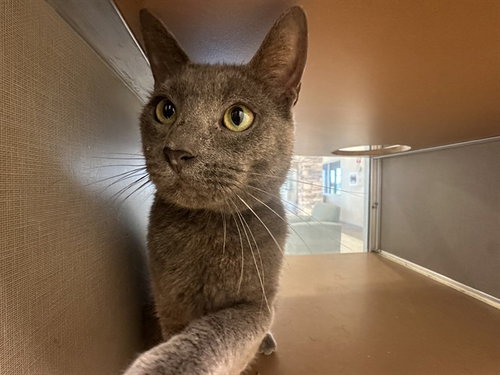 A184870, Adult Domestic Short Hair (medium coat), cat for adoption in Pearland, Texas