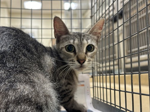 A184943, an adoptable Domestic Short Hair in Pasadena, TX