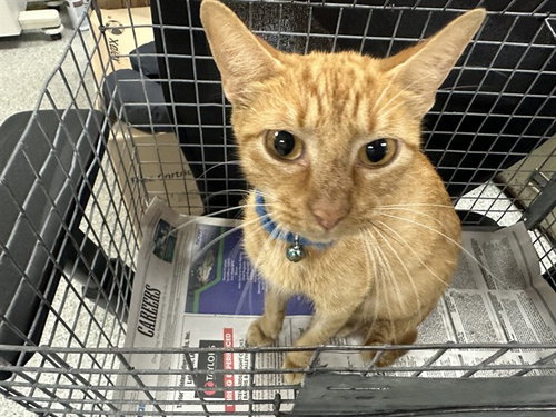 A184951, an adoptable Domestic Short Hair in Pasadena, TX