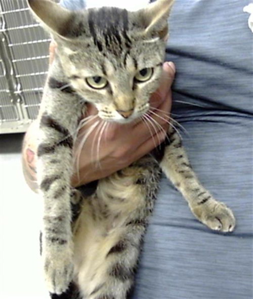 A185004, an adoptable Domestic Short Hair in Pasadena, TX