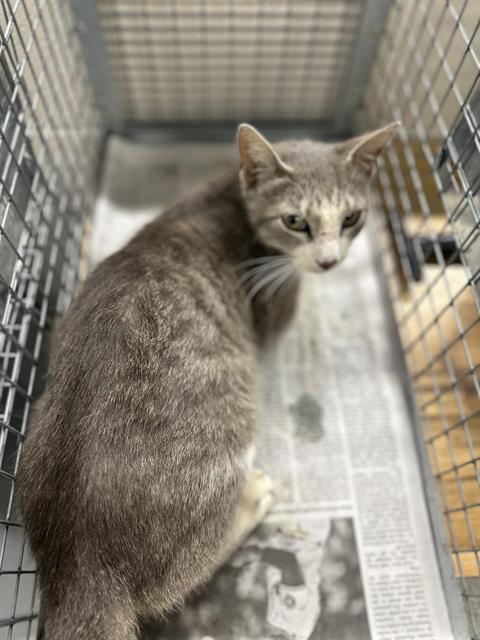 A185011, an adoptable Domestic Short Hair in Pasadena, TX