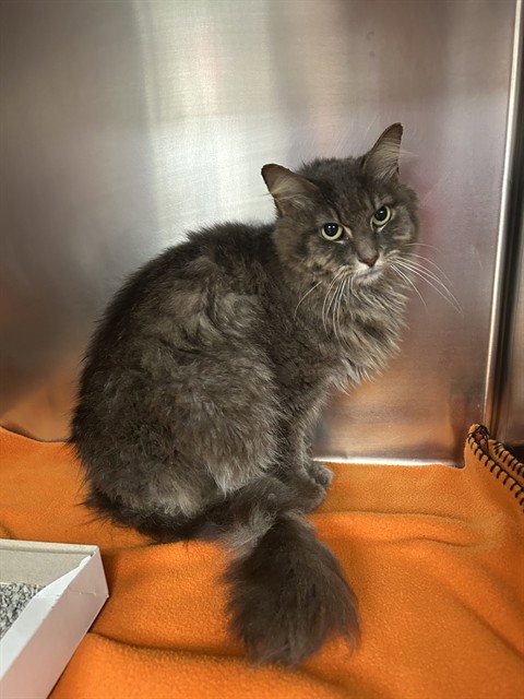 GLORIA, an adoptable Domestic Medium Hair in Pasadena, TX
