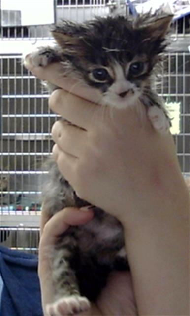 A184782, an adoptable Domestic Short Hair in Pasadena, TX