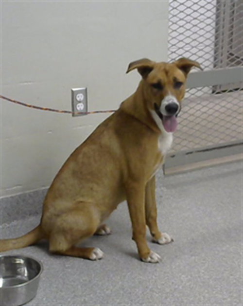 ASIA, an adoptable Carolina Dog in Pasadena, TX