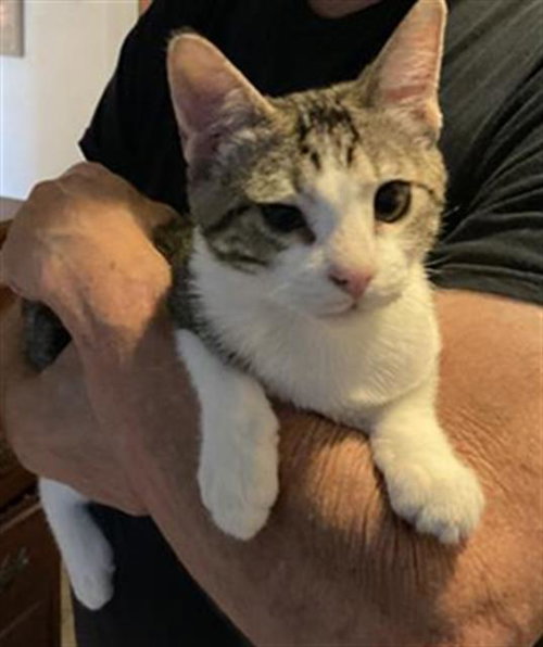 picture of the cat needing adoption