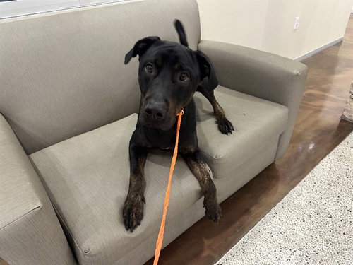 LOUI, an adoptable Rottweiler in Pasadena, TX