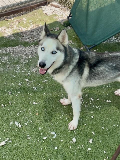 BLAKE, an adoptable Siberian Husky in Pasadena, TX