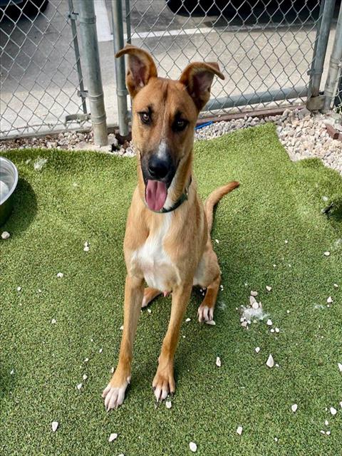 AJ, an adoptable Carolina Dog in Pasadena, TX