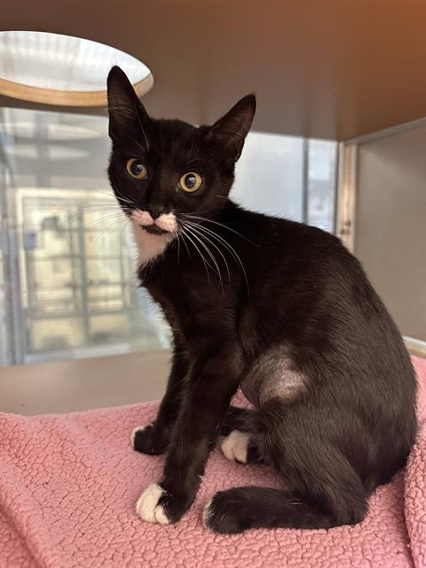 TICKLES, Baby Domestic Short Hair (medium coat), cat for adoption in Pearland, Texas