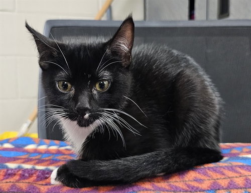 OLIVER, Young Domestic Short Hair (medium coat), cat for adoption in League City, Texas
