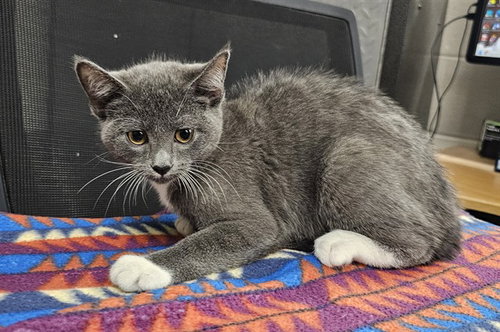 OLIVIA, Young Domestic Short Hair (medium coat), cat for adoption in League City, Texas