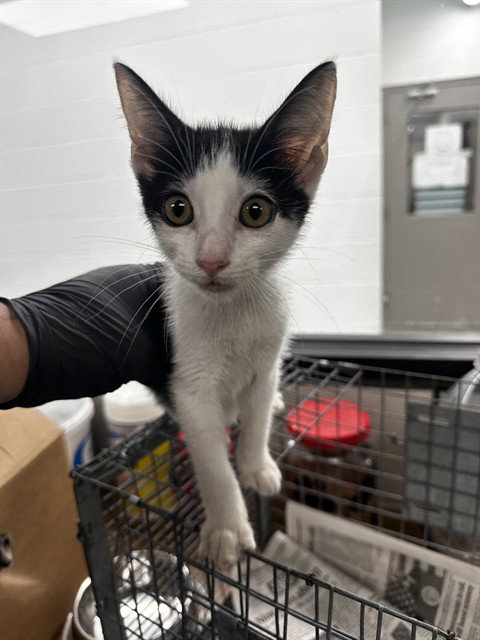 MILO, Baby Domestic Short Hair / Mixed (medium coat), cat for adoption in League City, Texas
