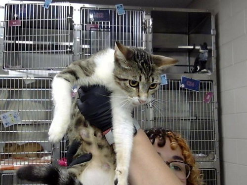 DOLLY, Adult Domestic Short Hair (medium coat), cat for adoption in League City, Texas