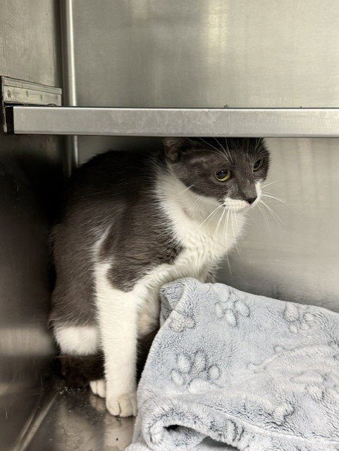 BLOSSOM, Adult Domestic Short Hair (medium coat), cat for adoption in League City, Texas