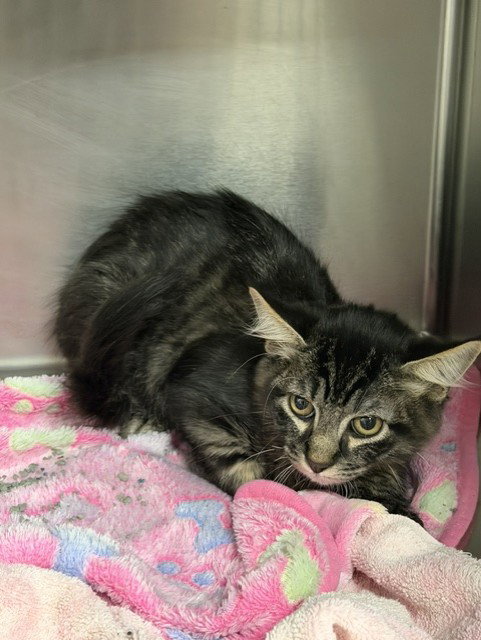 JASPER, Young Domestic Medium Hair (medium coat), cat for adoption in League City, Texas