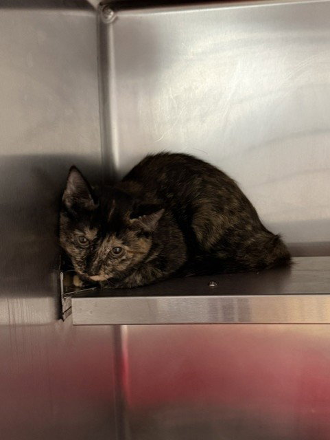 COCO, Young Domestic Short Hair (medium coat), cat for adoption in League City, Texas