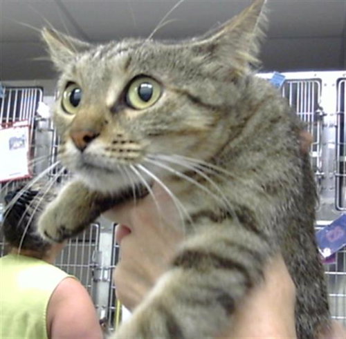 A185966, Adult Domestic Short Hair (medium coat), cat for adoption in League City, Texas