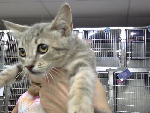 A185967, Baby Domestic Short Hair (medium coat), cat for adoption in League City, Texas
