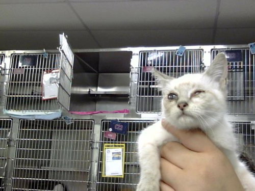 A185968, Baby Siamese (medium coat), cat for adoption in League City, Texas