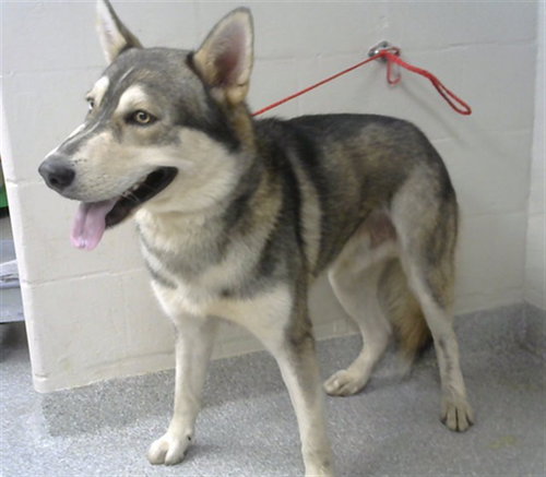 MAX, an adoptable Siberian Husky in Pasadena, TX