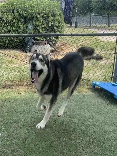 Max - Siberian Husky
