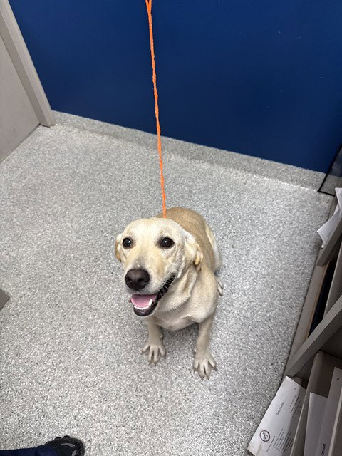 PUPPY, an adoptable Labrador Retriever in Pasadena, TX