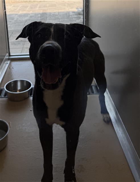 SEBASTIAN, an adoptable Staffordshire Bull Terrier in Pasadena, TX