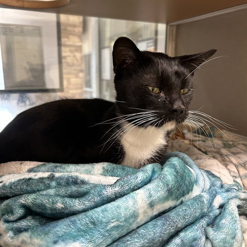 SCOTTY, a cat for adoption from The City of Pasadena, Texas