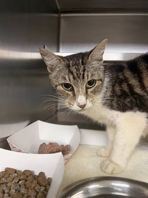 Unknown - Domestic Medium Hair