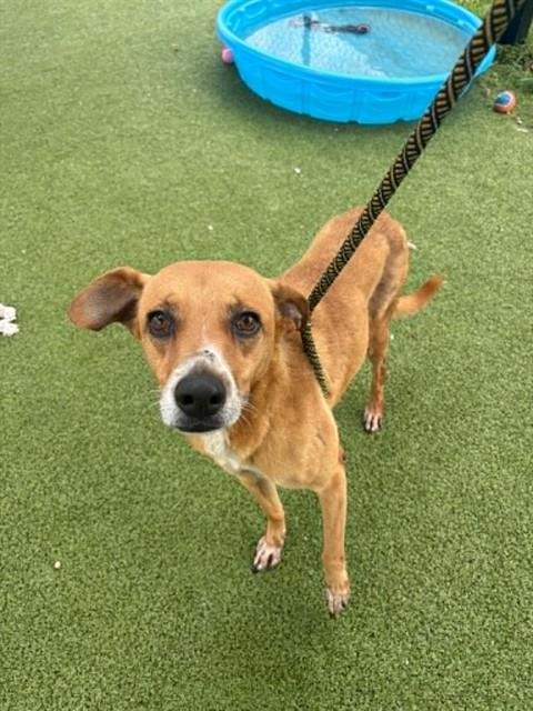 POOCHY, an adoptable Labrador Retriever in Pasadena, TX