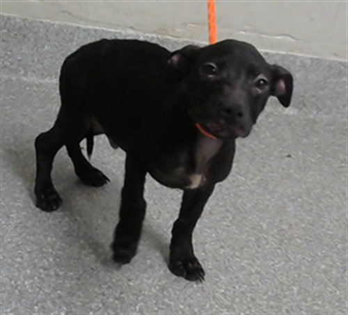 A185803, an adoptable American Pit Bull Terrier in Pasadena, TX