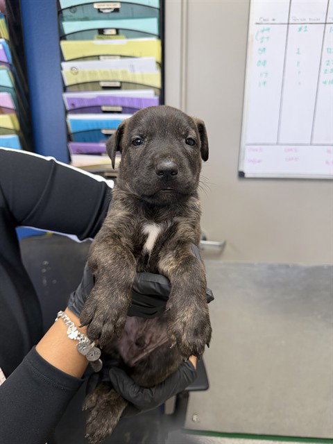 A186019, an adoptable Labrador Retriever in Pasadena, TX