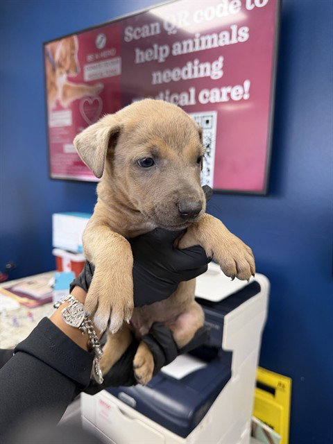 CHARLIE, an adoptable Labrador Retriever in Pasadena, TX