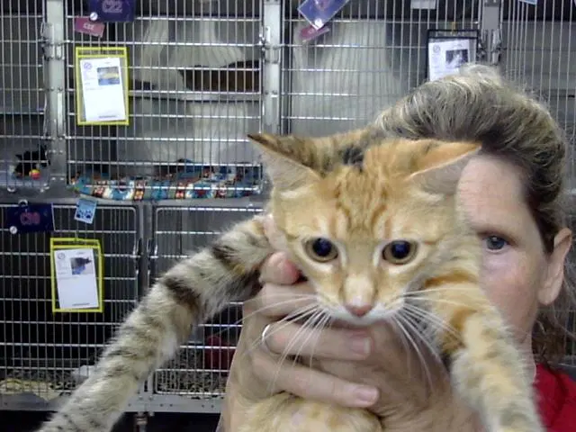 Unknown - Domestic Short Hair
