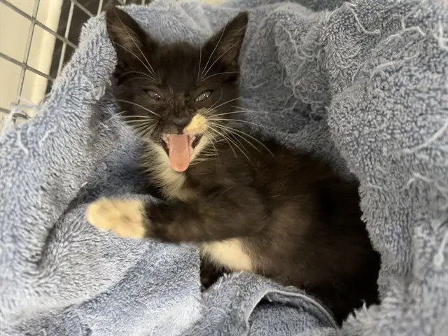 Unknown - Domestic Short Hair