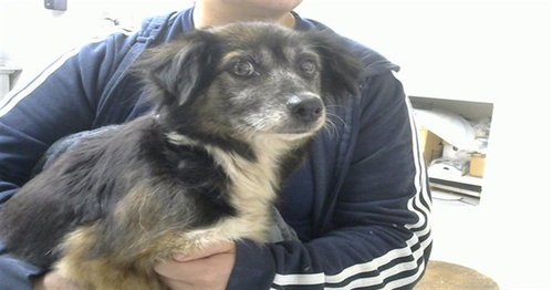 Lola