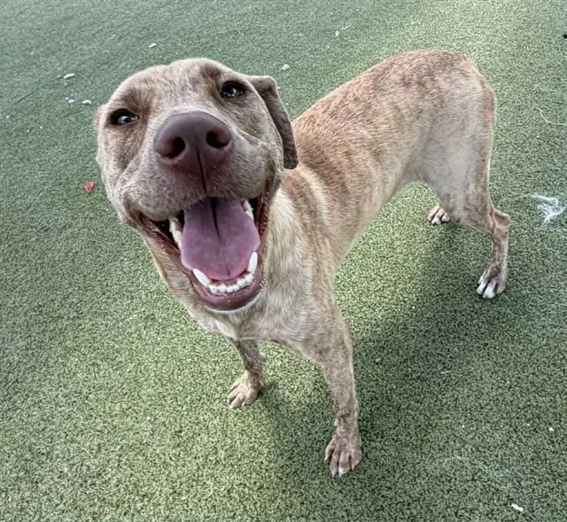 Spice - American Pit Bull Terrier