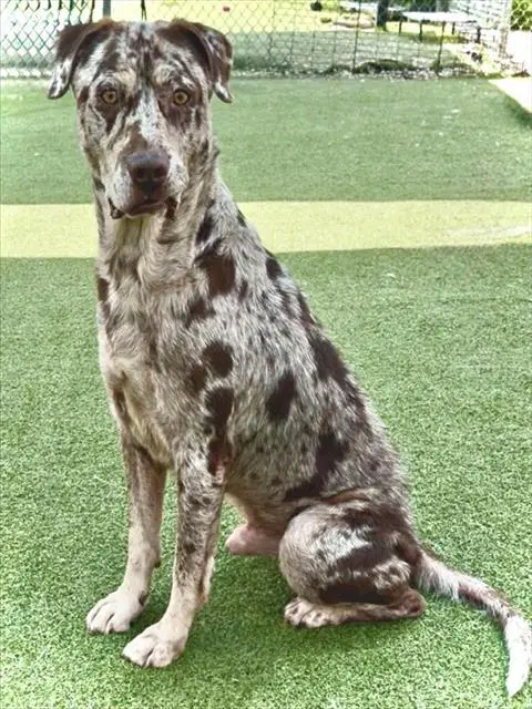Yeti - Catahoula Leopard Dog