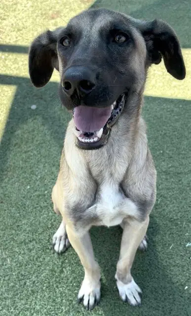 Scooba Steve - Labrador Retriever