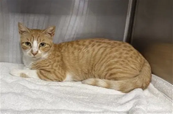 Unknown - Domestic Short Hair
