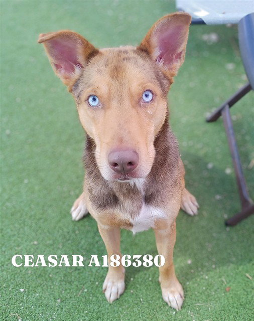 CEASAR