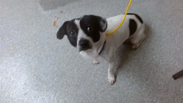 Unknown - Chihuahua