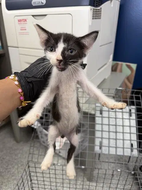 Unknown - Domestic Short Hair