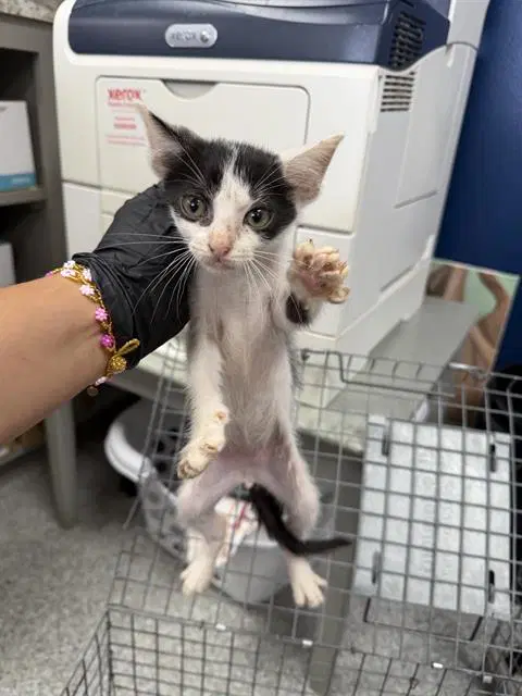 Unknown - Domestic Short Hair