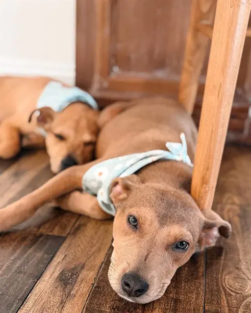 Flower - American Pit Bull Terrier